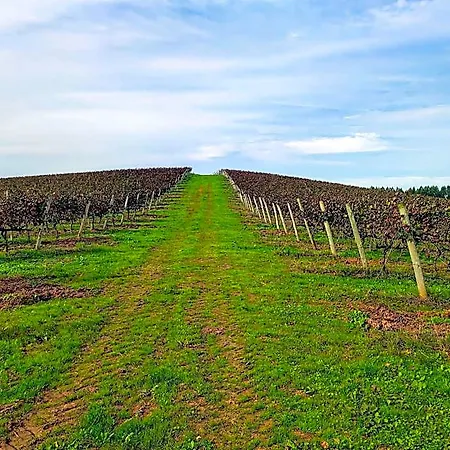 Historic Vineyard Retreat - 1785 Country In Peral Apartamento Cadaval