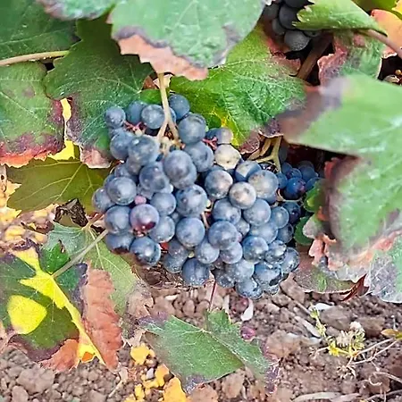 Historic Vineyard Retreat - 1785 Country In Peral Apartamento *